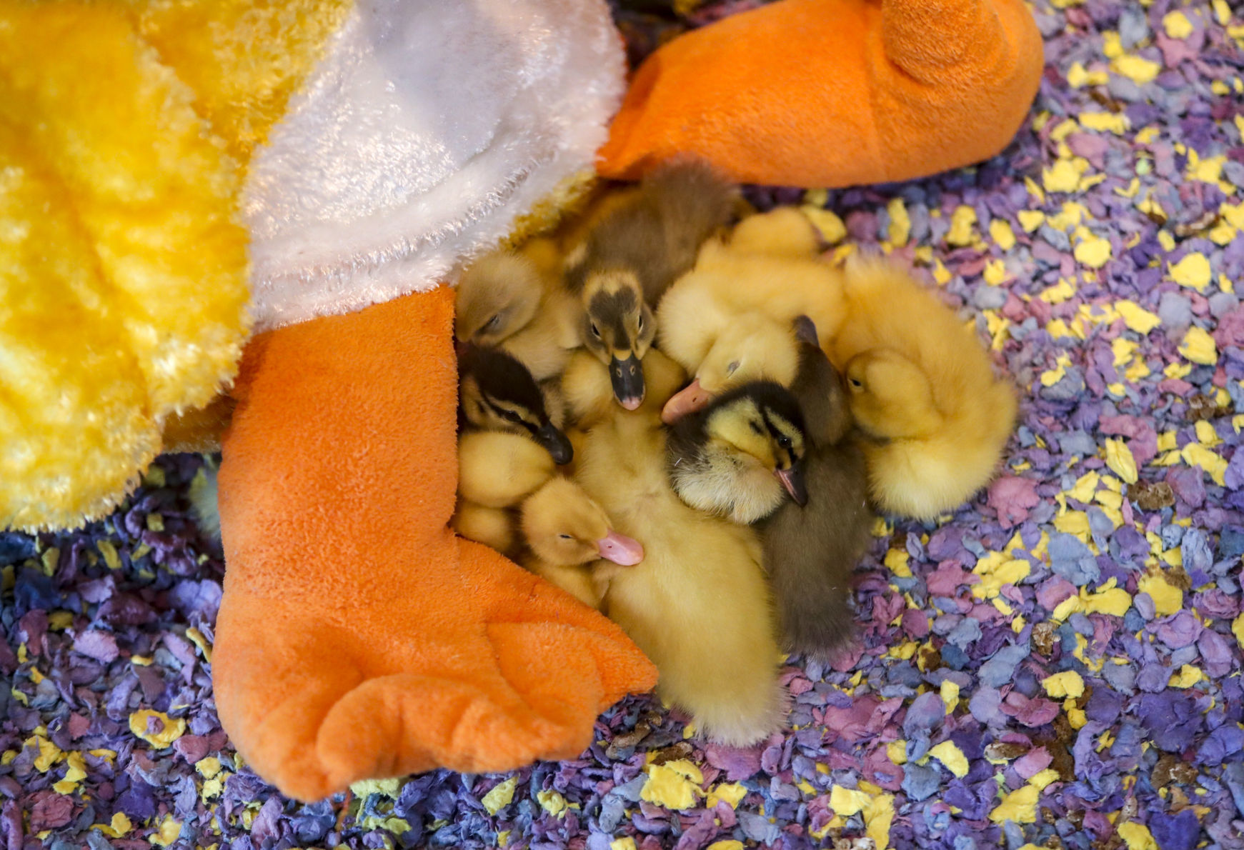 041419-mda-nws-ducks-002
